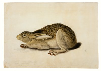 Zajíc černoocasý od John James Audubon