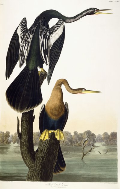 Darter černobřichý, 1836 od John James Audubon
