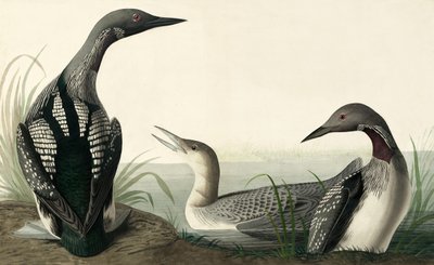 Potápěč černohrdlý, Colymbus Arcticus, z "The Birds of America" od Johna J. Audubona, hospoda. 1827-38 od John James Audubon