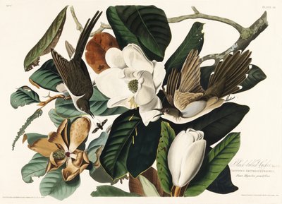 Kukačka černozobá z knihy „Birds of America“ (1827) od John James Audubon