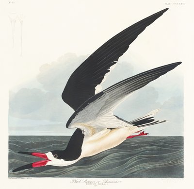 Černý skimmer z knihy „Birds of America“ (1827) od John James Audubon