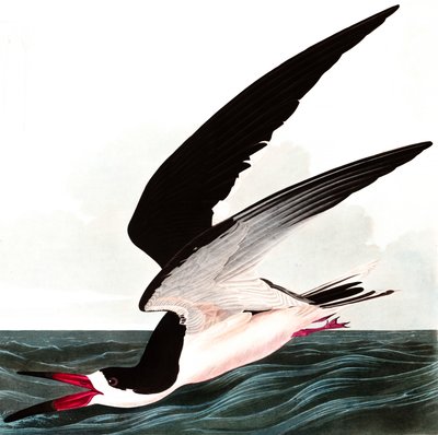 Black Skimmer nebo Shearwater, Rhincops Nigra, z "The Birds of America" od Johna J. Audubona, hospoda. 1827-38 od John James Audubon