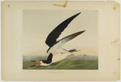 Black Skimmer or Shearwater, tiskl Julien Bien a publikoval Roe Lockwood & Son, 1861 (chromolitograf) od John James Audubon