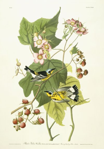 Černá a žlutá pěnice a kvetoucí malina, kolem 1826-1838 od John James Audubon