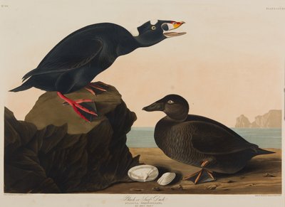 Black or Surf Duck, 1836 (wc na papíře) od John James Audubon