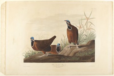 Holub modrohlavý od John James Audubon