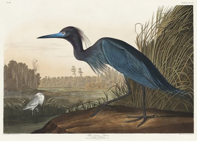 Modrý jeřáb nebo volavka z díla „Birds of America“ (1827) od John James Audubon