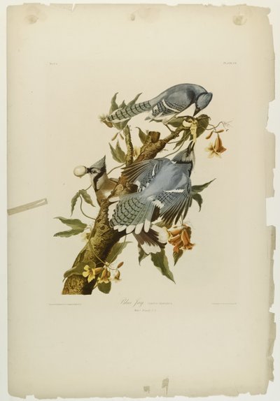 Blue Jay, tiskl Julien Bien a publikoval Roe Lockwood & Son, 1861 (chromolitograf) od John James Audubon