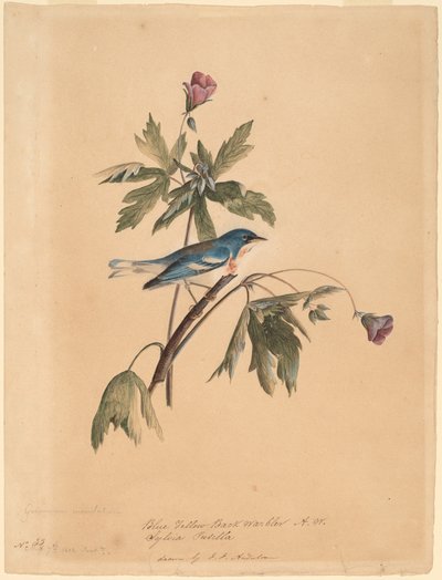 Modrý žlutý hřbet od John James Audubon