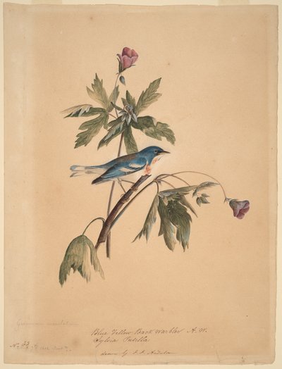 modrožlutá lesní pěnice od John James Audubon