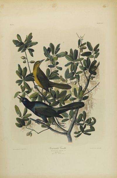 Boat-tailed Grackle, tiskl Julien Bien a vydal Roe Lockwood & Son, 1861 (chromolitograf) od John James Audubon