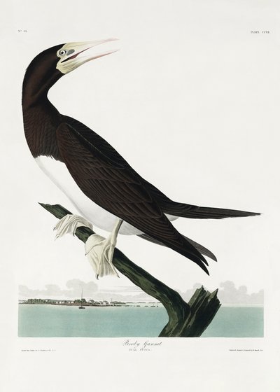 Tučňák hnědý z díla „Birds of America“ (1827) od John James Audubon