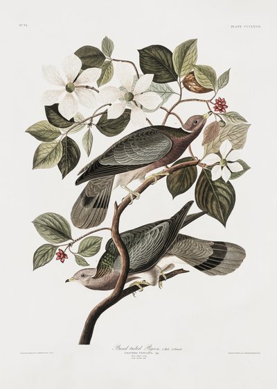 Holub s označením z publikace „Birds of America“ (1827) od John James Audubon