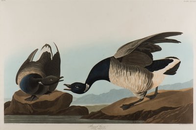 Brant Goose, 1837 (wc na papíře) od John James Audubon