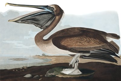 Pelikán hnědý, Pelecanus Fuscus, z "The Birds of America" od Johna J. Audubona, hospoda. 1827-38 od John James Audubon
