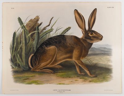 Kalifornský zajíc, 1847 od John James Audubon