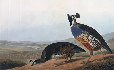 Koroptev kalifornská, z knihy "Ptáci Ameriky", vyryl Robert Havell (1793-1878) 1838 od John James Audubon