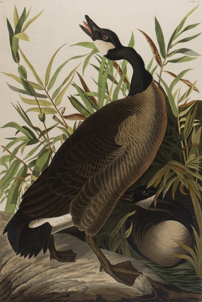 Canada Goose, 1827-1838 (wc na papíře) od John James Audubon