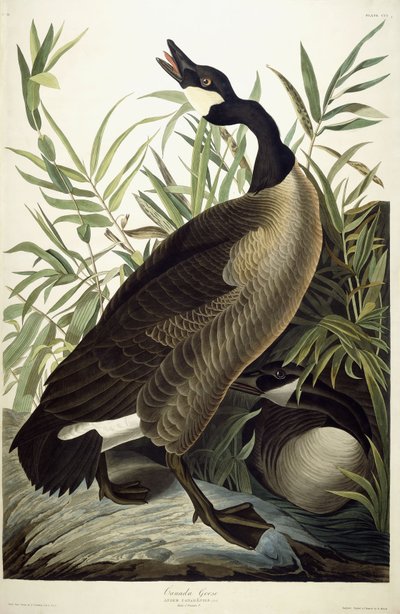 Kanadská husa, kolem 1827-1838 od John James Audubon