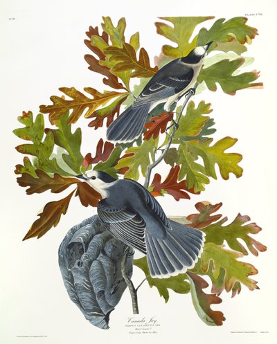 Kanada Jay od John James Audubon