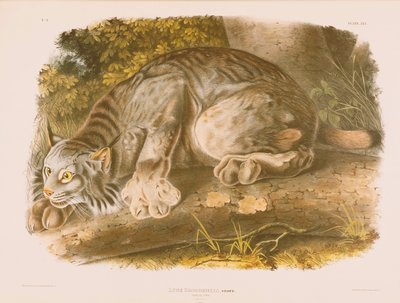 Lynx kanadský od John James Audubon