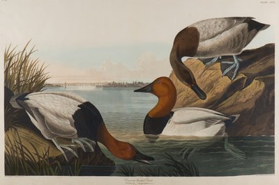 Kachna na plátně, 1836 (čb na papíře) od John James Audubon