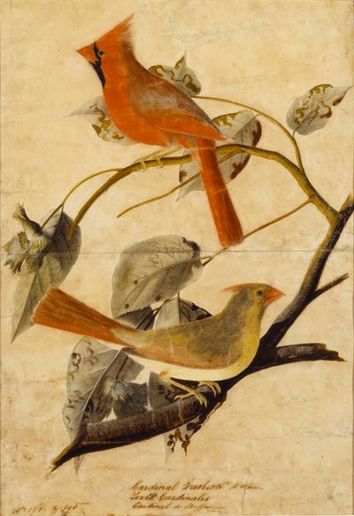 Hroznýš kardinál od John James Audubon