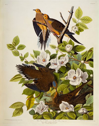 Karolína Turtledová. Smuteční holubice, od John James Audubon