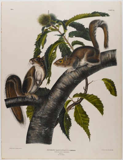 Carolina šedá veverka od John James Audubon