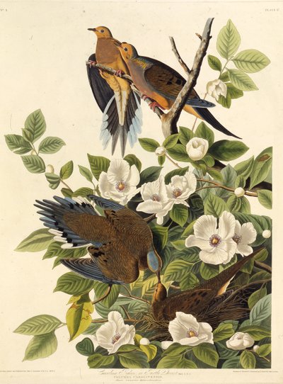 Carolina holub nebo Carolina hrdlička. Z The Birds of America, 1827-1838. od John James Audubon