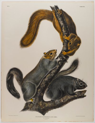 Kočičí veverka od John James Audubon