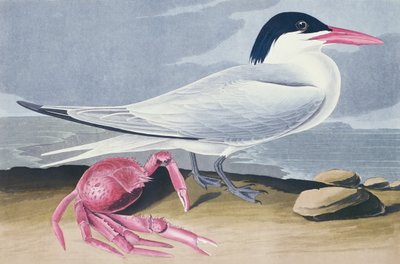 Kajenský rybák od John James Audubon
