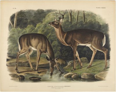 Virginský jelen, Pennant od John James Audubon