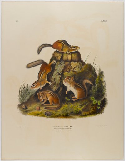 Chipping veverka hackee od John James Audubon