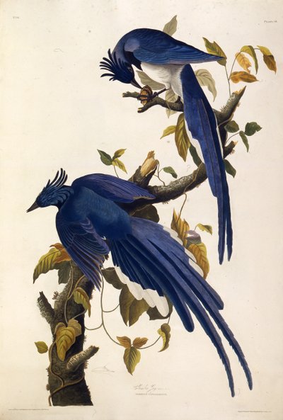 Columbia Jay Garrulus ultramarinus. Z The Birds of America, 1827-1838. od John James Audubon