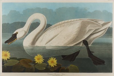 Common American Swan, 1838 (wc na papíře) od John James Audubon