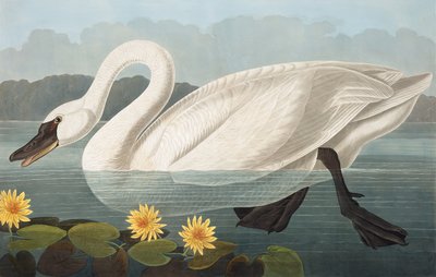 Společná americká labuť, Cygnus Americanus, z "The Birds of America" od Johna J. Audubona, hospoda. 1827-38 od John James Audubon