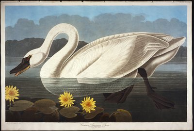 Společná americká labuť. Pískající Labuť od John James Audubon