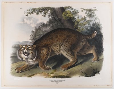 Obyčejná americká divoká kočka od John James Audubon