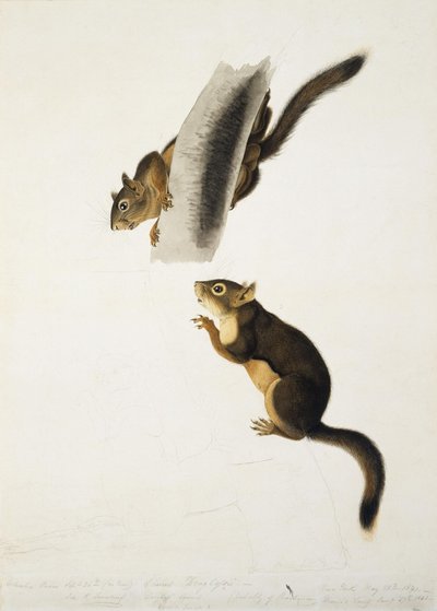 Douglasova veverka od John James Audubon