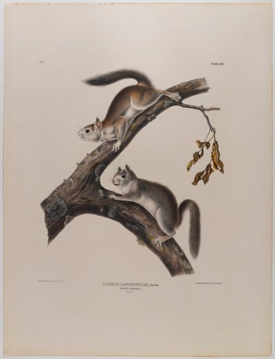 Pýřitá veverka od John James Audubon