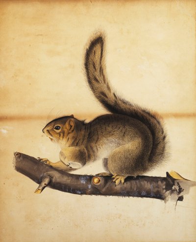 Východní šedá veverka v plné zimní srsti, kolem 40. let 19. století od John James Audubon
