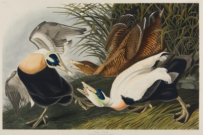 Kajka kajka, 1835 (wc na papíře) od John James Audubon