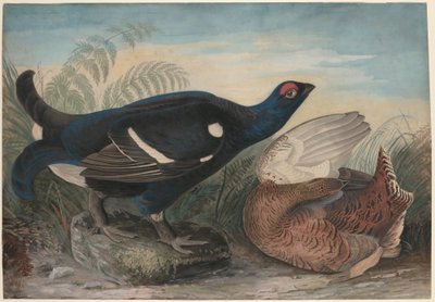 Anglické černé kohouty od John James Audubon