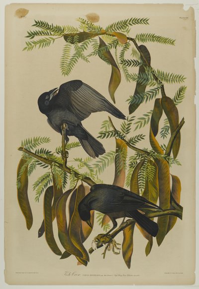 Fish Crow, tiskl Julien Bien a publikoval Roe Lockwood & Son, 1861 (chromolitograf) od John James Audubon