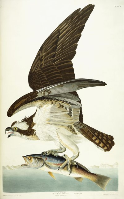 Fish Hawk, 1830 od John James Audubon