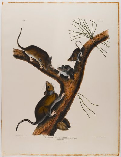 Floridská krysa od John James Audubon