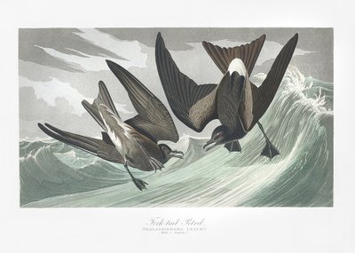 Buřňáček vidloocasý z Birds of America (1827) od John James Audubon