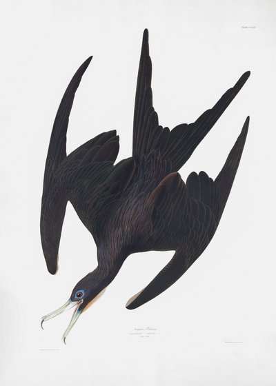 Fregata Pelican z díla „Birds of America“ (1827) od John James Audubon