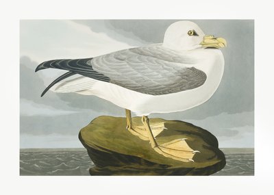 Buřňák velký z díla „Birds of America“ (1827) od John James Audubon